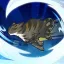 Warrior Cats: Clans Of The Forest Achievements - Combat 26